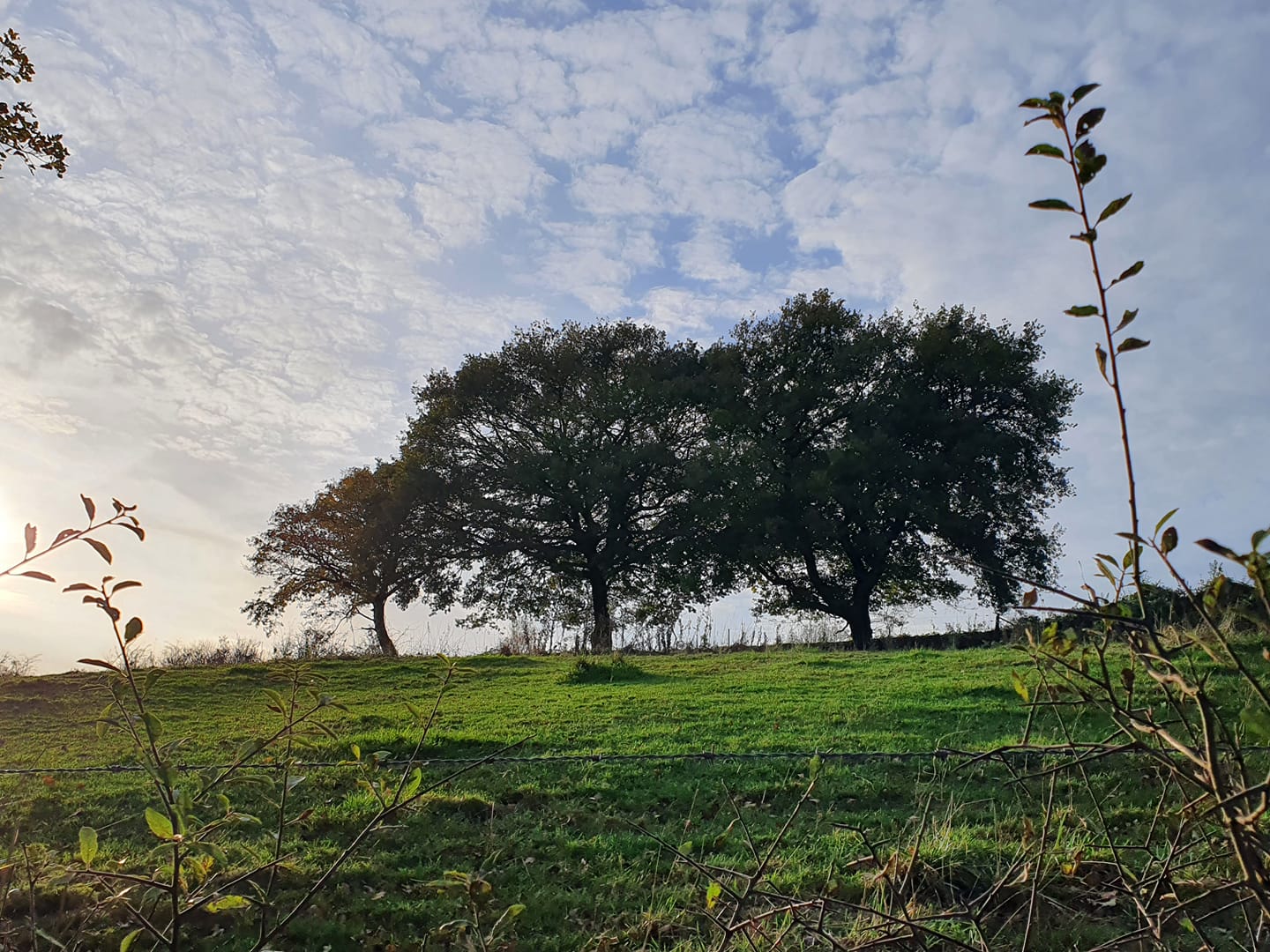 wanze-ecologie